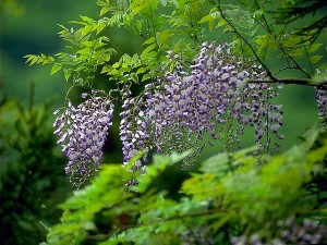 藤の花